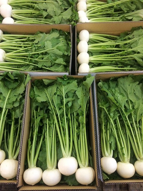 青果用野菜2